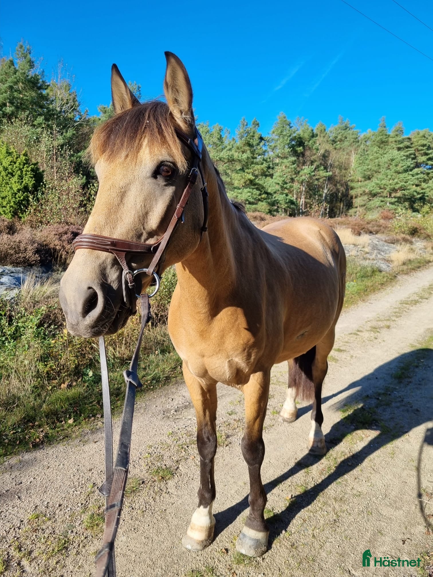  hästar Hoppglad D-ponny i Lysekil - Annons 14