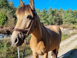 hästar Hoppglad D-ponny i Lysekil - Annons 1