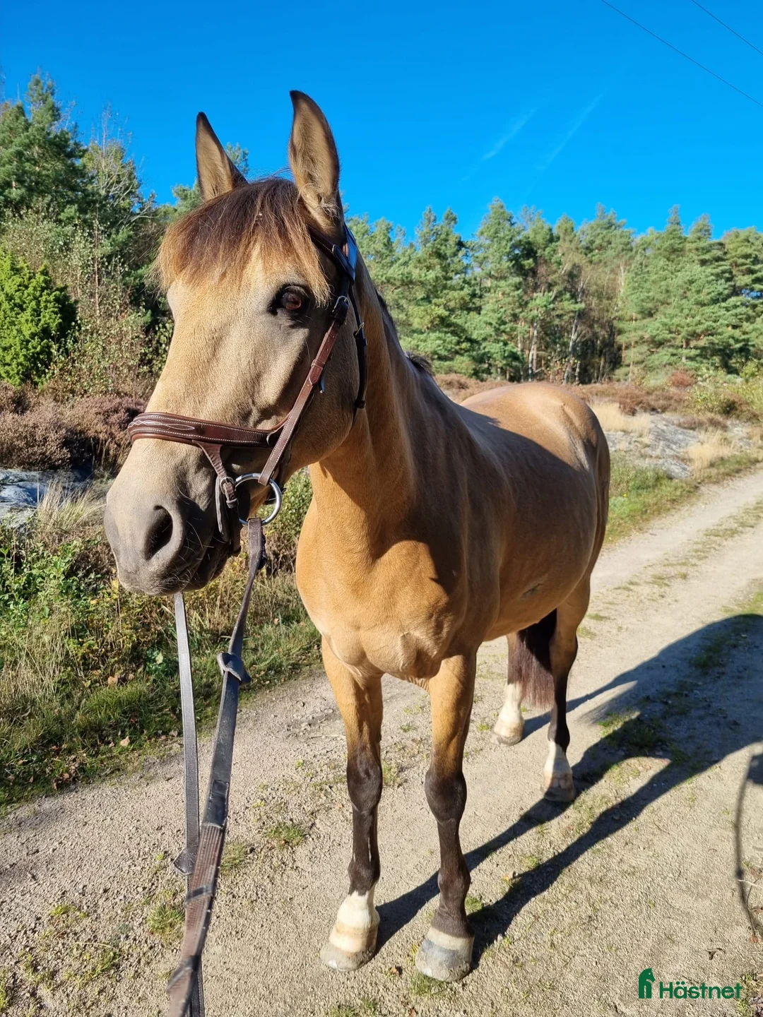 Allround hästar till salu: Hoppglad D-ponny i Lysekil - Annons 1