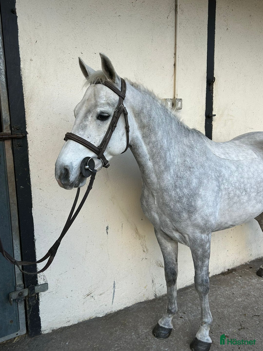 Allround hästar till salu: Alrounder/ Club Ponies i Vrigstad - Annons 7