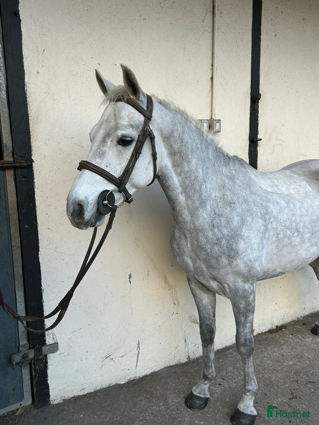 Allround hästar till salu: Alrounder/ Club Ponies i Vrigstad - Annons 7