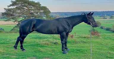  hästar i Björketorp - Annons 8