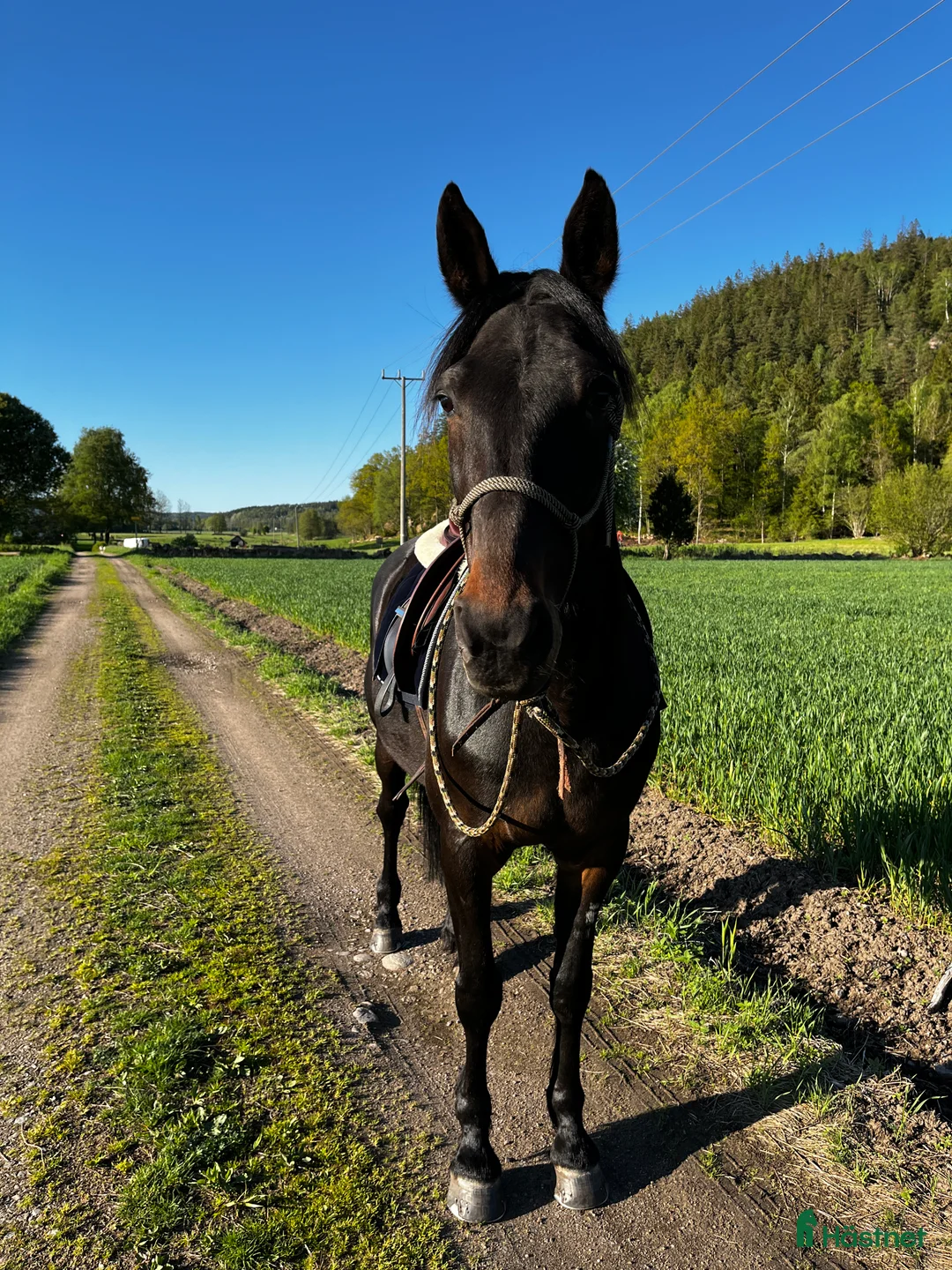 Övrigt hästar till salu: Snäll skogsmulle  - Annons 2