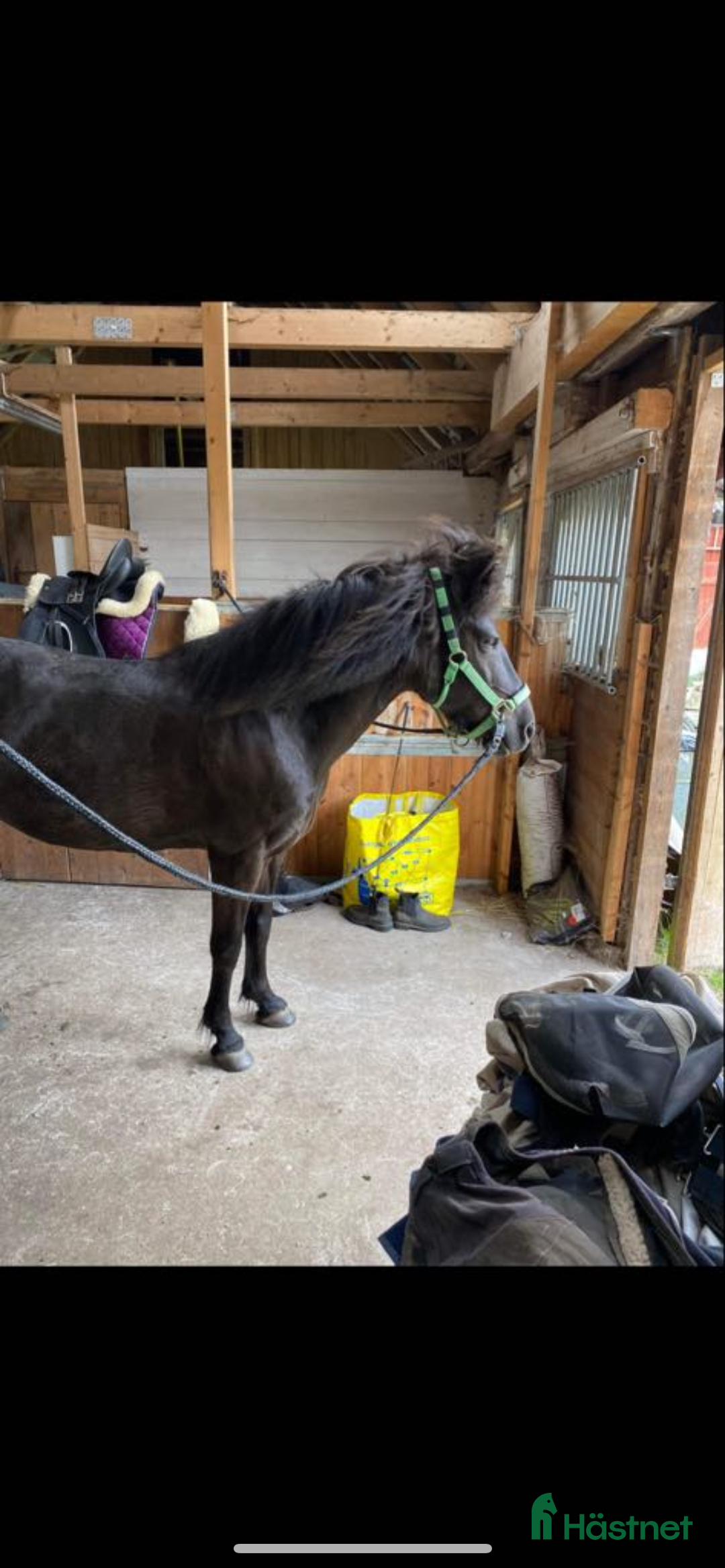 Sällskap hästar till salu: Två Solstrålar som sällskap/ ev hobbyridning i Laholm - Annons 2