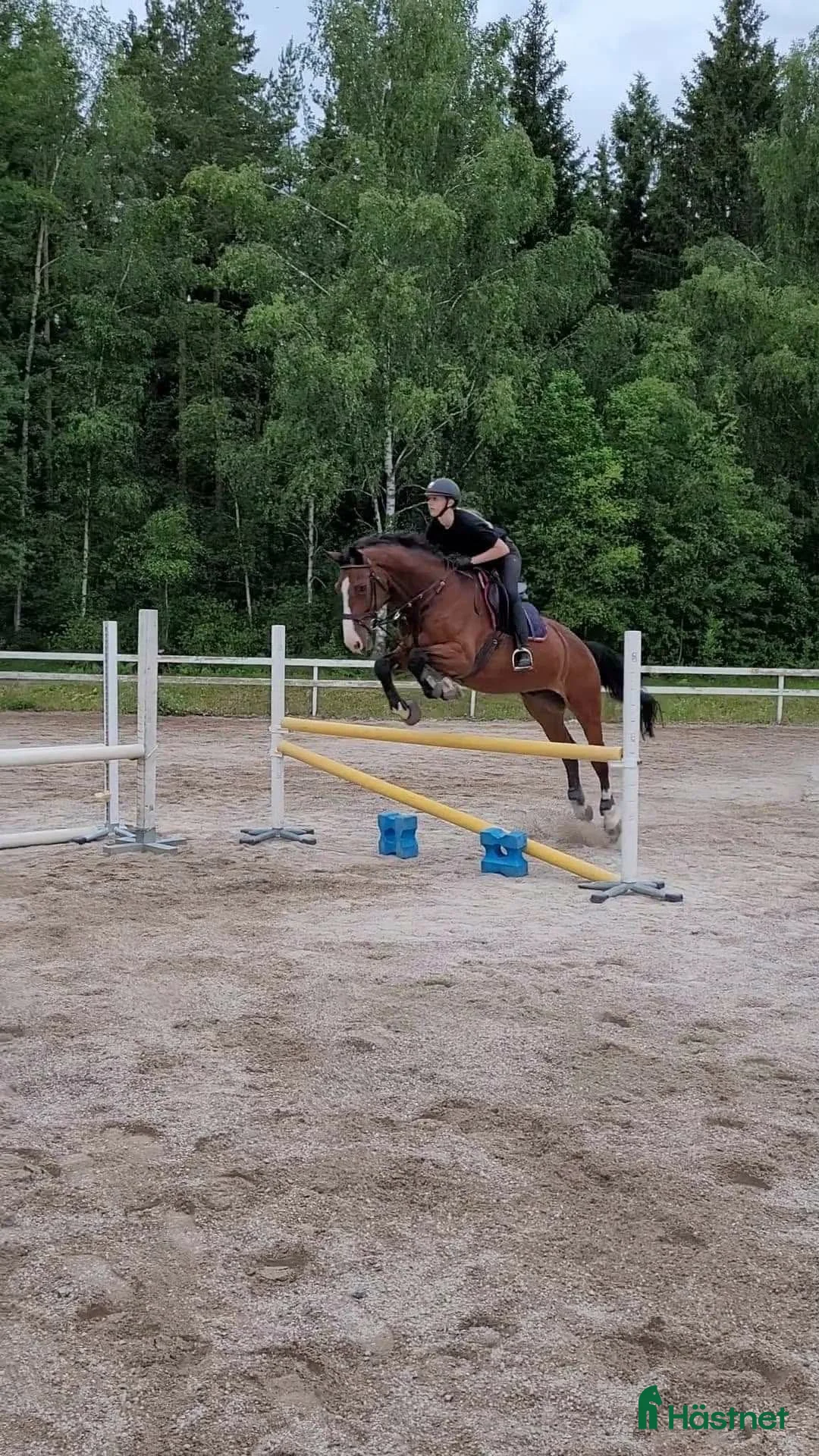 Allround hästar till salu: Trevlig valack ✨ i Åmål - Annons 1