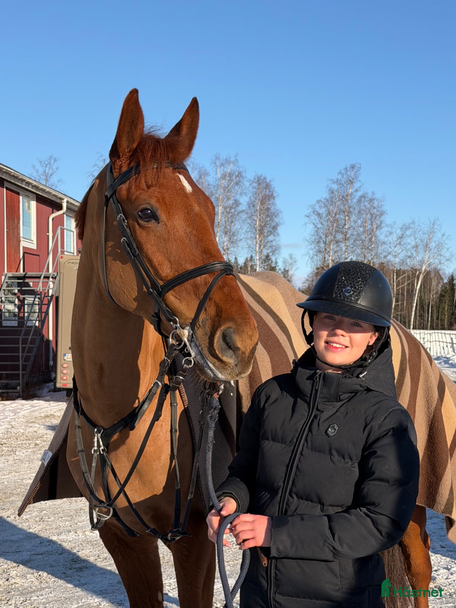  hästar Fin 7 åring säljes  - Annons 1
