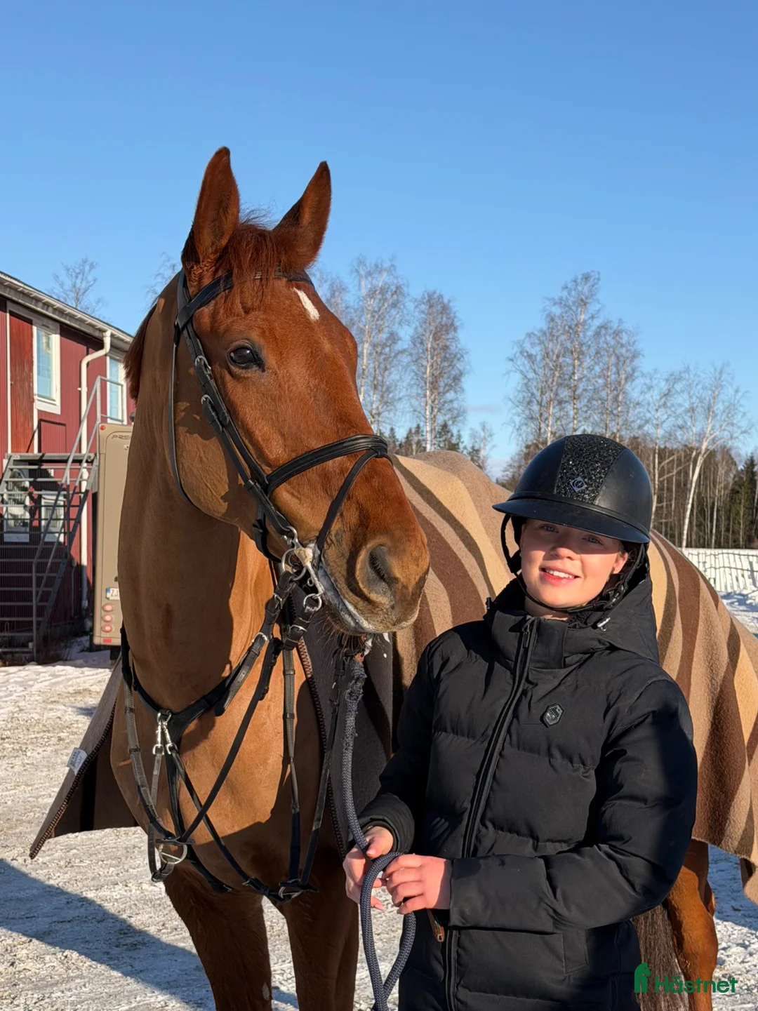 Hoppning hästar till salu: Fin 7 åring säljes  - Annons 1