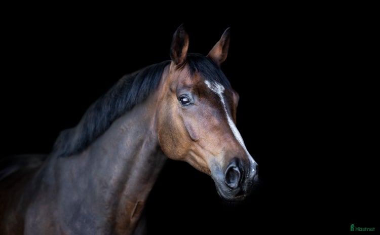  hästar i Kil - Annons 13