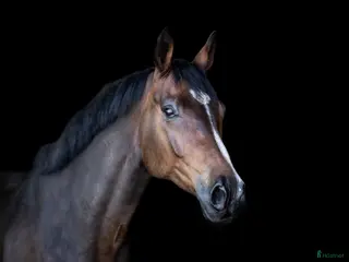 Dressyr hästar till salu: Talangfull häst med stor gång i Kil - Annons 4