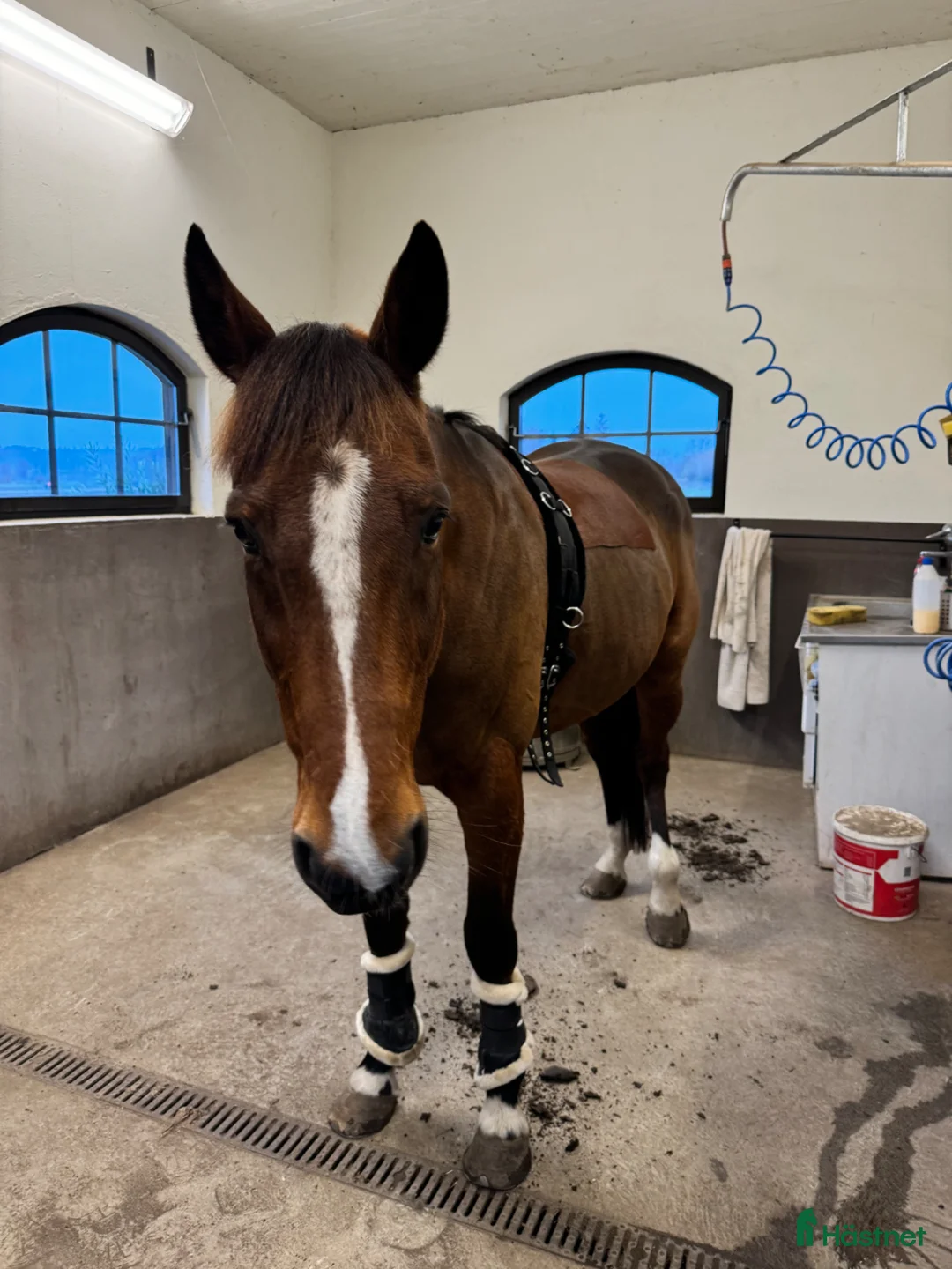 Allround hästar till salu: Fin travare ❤️ i Olofström - Annons 3