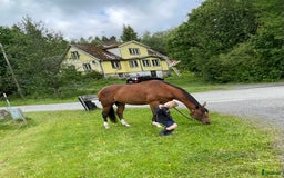 Sällskap hästar till salu: Prinsessan söker nytt hem i Glimåkra - Bild 1
