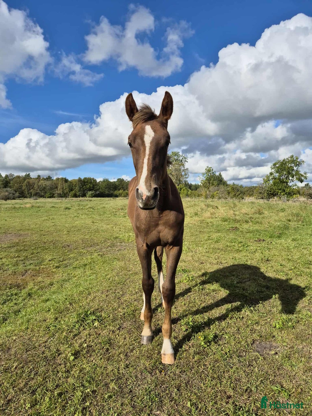 Hoppning hästar till salu: Cosmo e. Come on plus- Favorit Ask  i Stånga - Annons 2