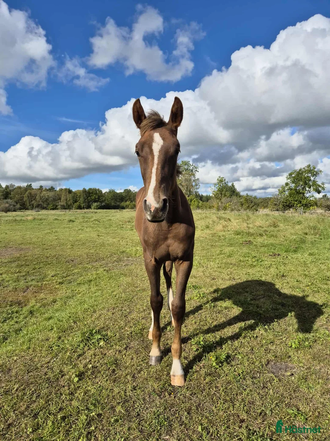 Hoppning hästar till salu: Cosmo e. Come on plus- Favorit Ask  - Annons 2