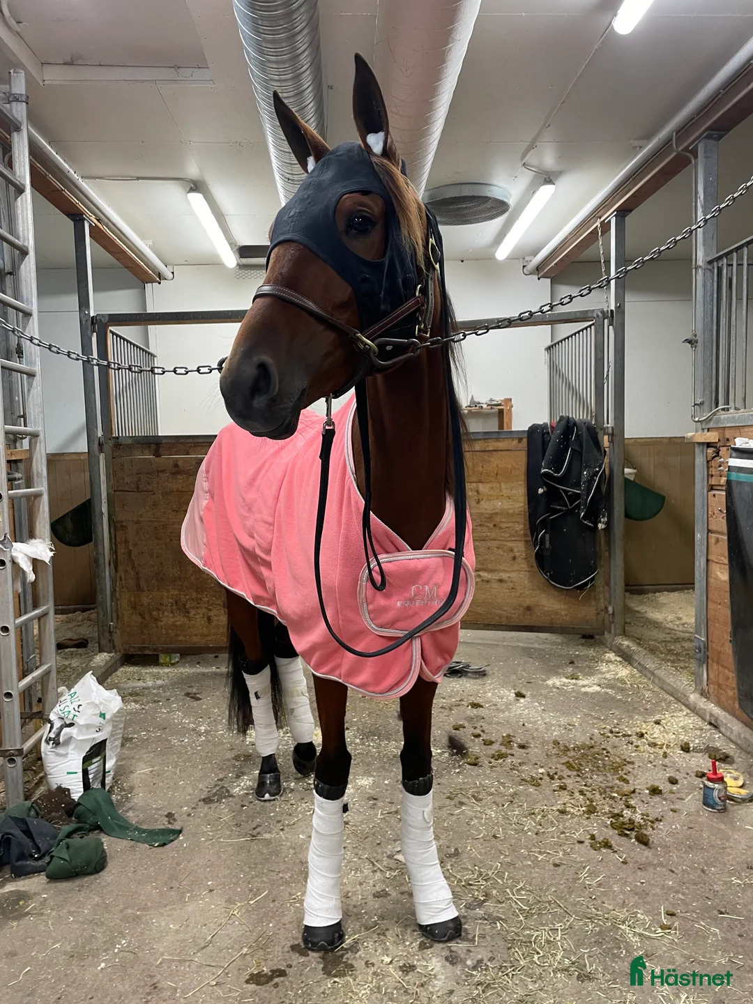 Trav hästar till salu: Starthäst - Annons 2