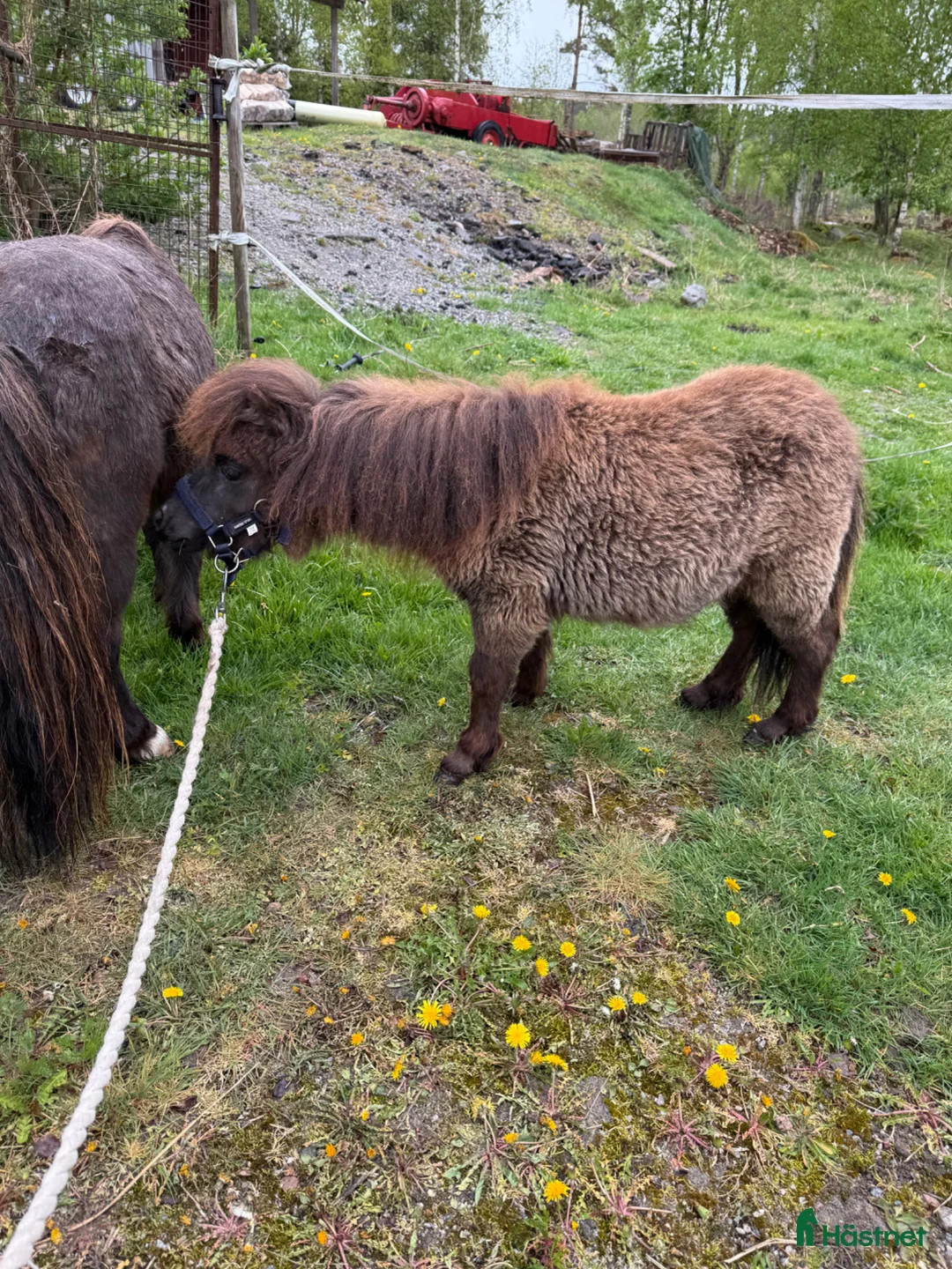 Allround hästar till salu: Falabella  - Annons 2