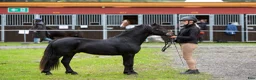 Allround hästar till salu: Kåret dartmoor hingst i Våle - Annons 5