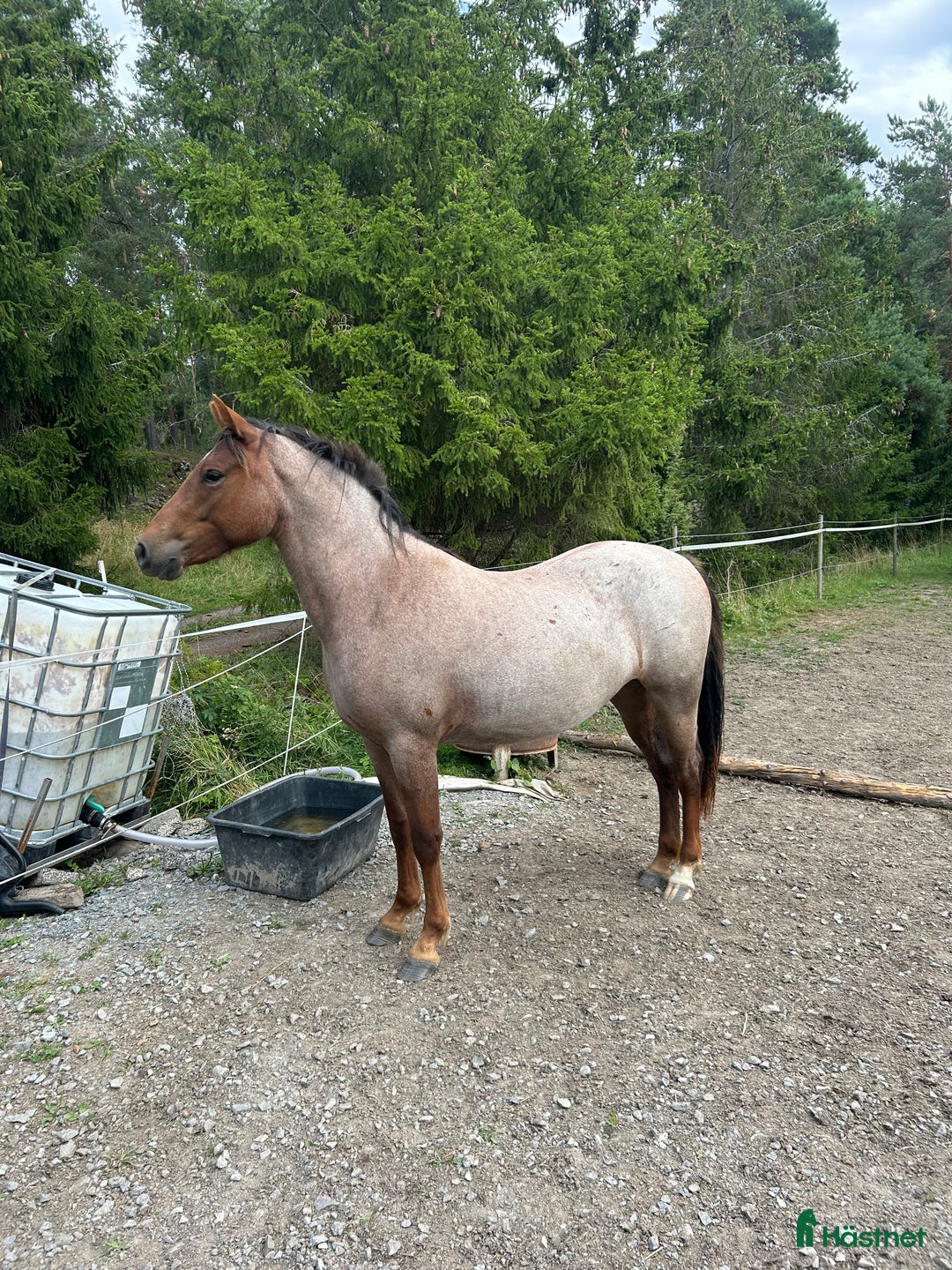 Hoppning hästar till salu: Fantastiskt sto i Täby - Annons 2