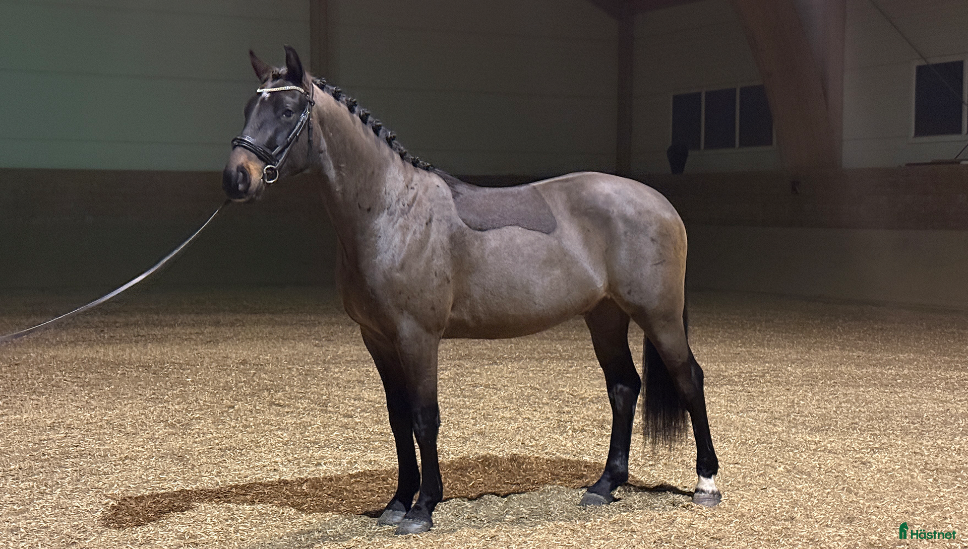  hästar Lovande Dressyrstjärna i Strängnäs - Annons 3