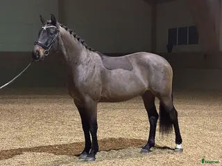 hästar Lovande Dressyrstjärna i Strängnäs - Annons 4