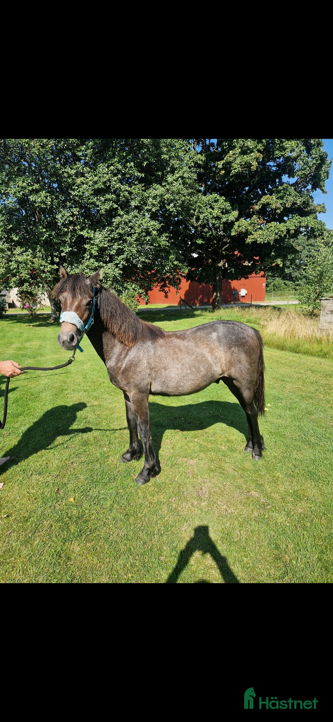 Hoppning hästar till salu: Connemara  1 åring!!! i Långås - Bild 1