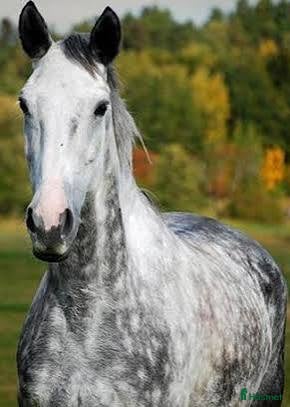  hästar Söker häst! - Annons 3