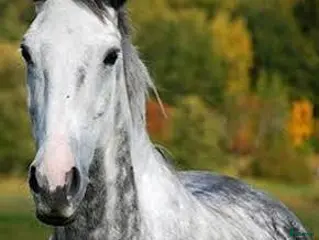 hästar Söker häst! - Annons 3