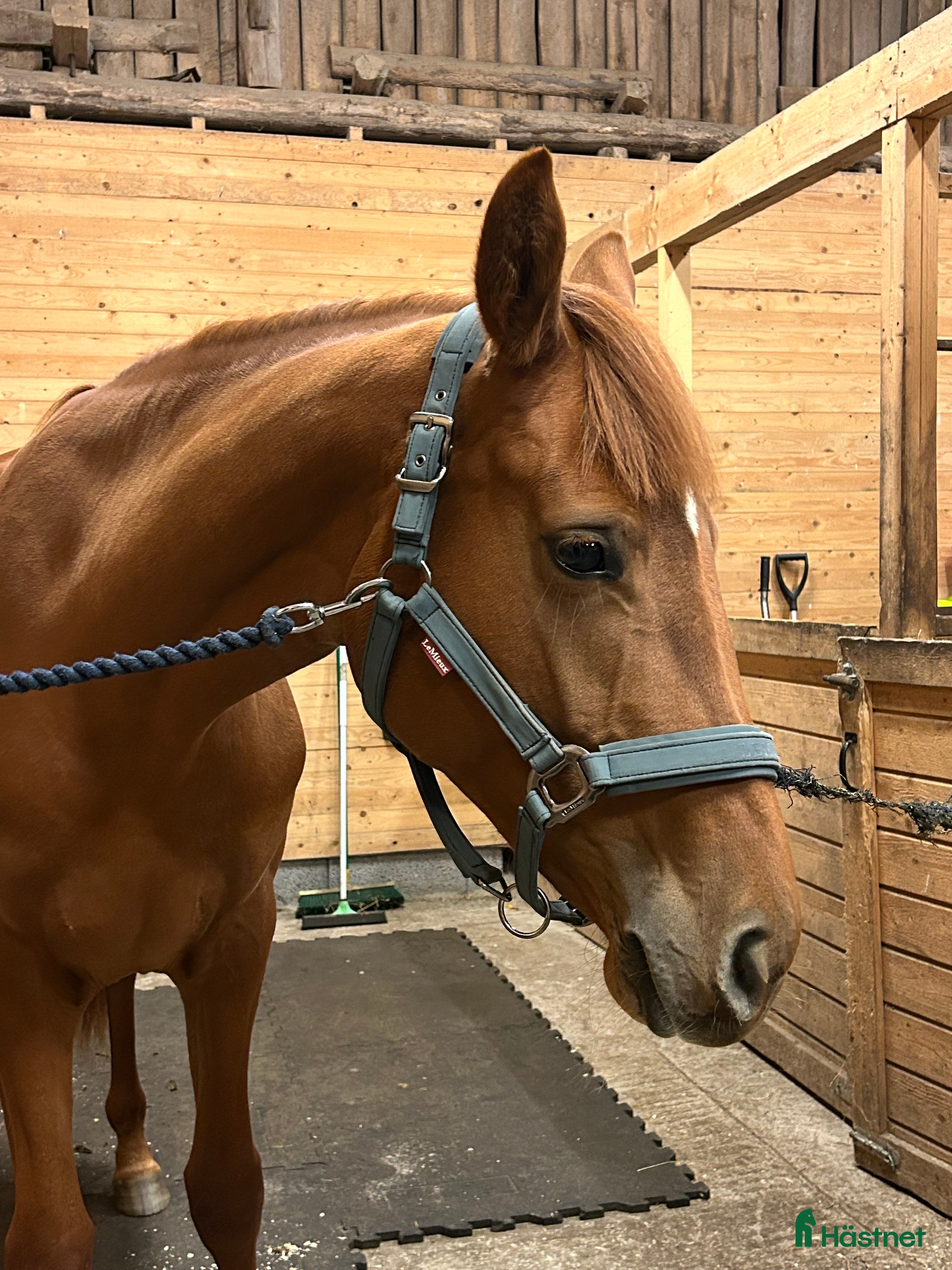  hästar Om rätt person dyker upp… i Tidaholm - Annons 11