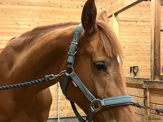 hästar Om rätt person dyker upp… i Tidaholm - Annons 10