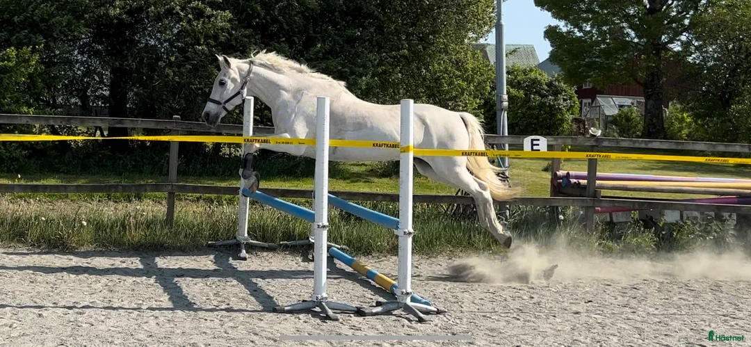 Allround hästar till salu: Underbar skimmel med energi - Annons 2