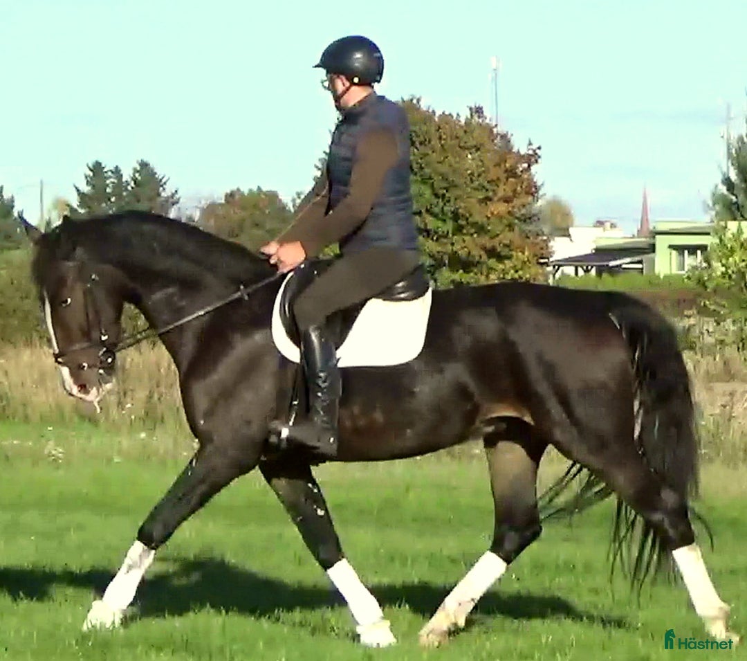 Allround hästar till salu: Dressage/driving Star with 4 white socks i Örsundsbro - Annons 10