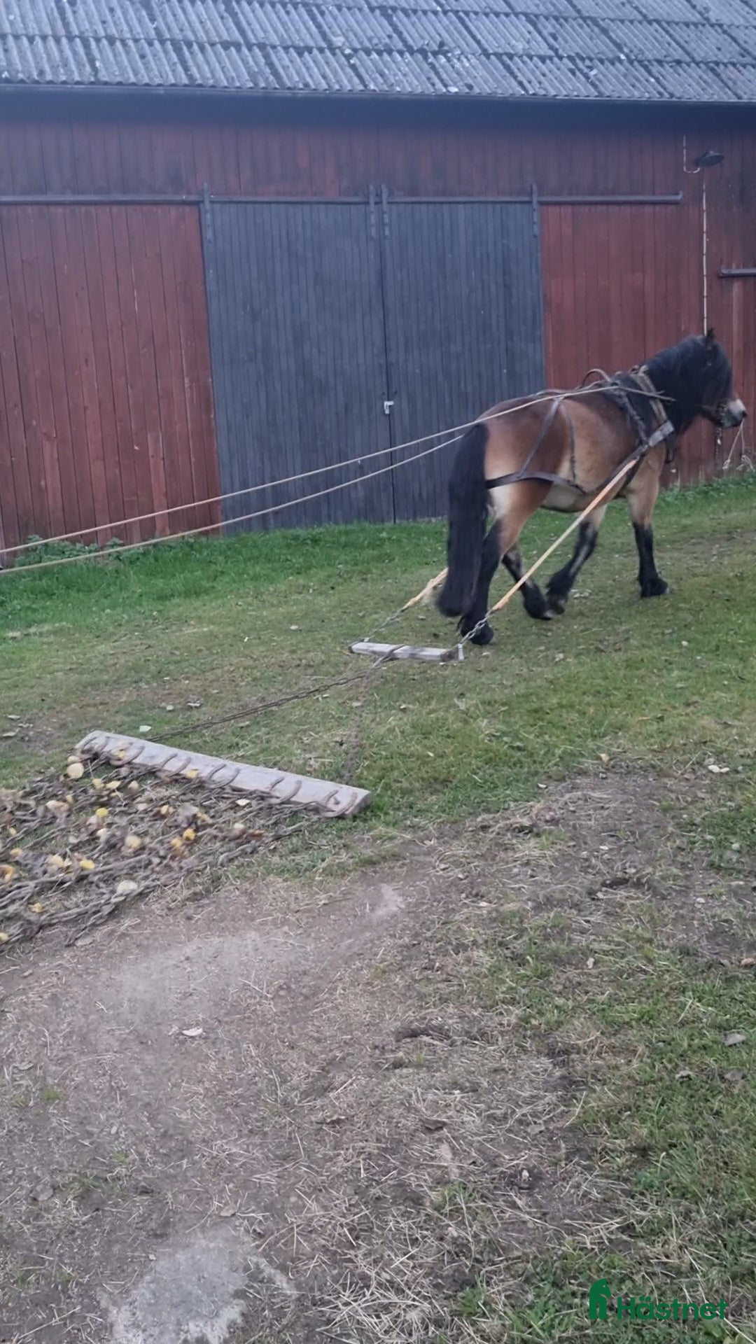 Allround hästar till salu: Snäll valack, till ridning i Närkesberg - Annons 4
