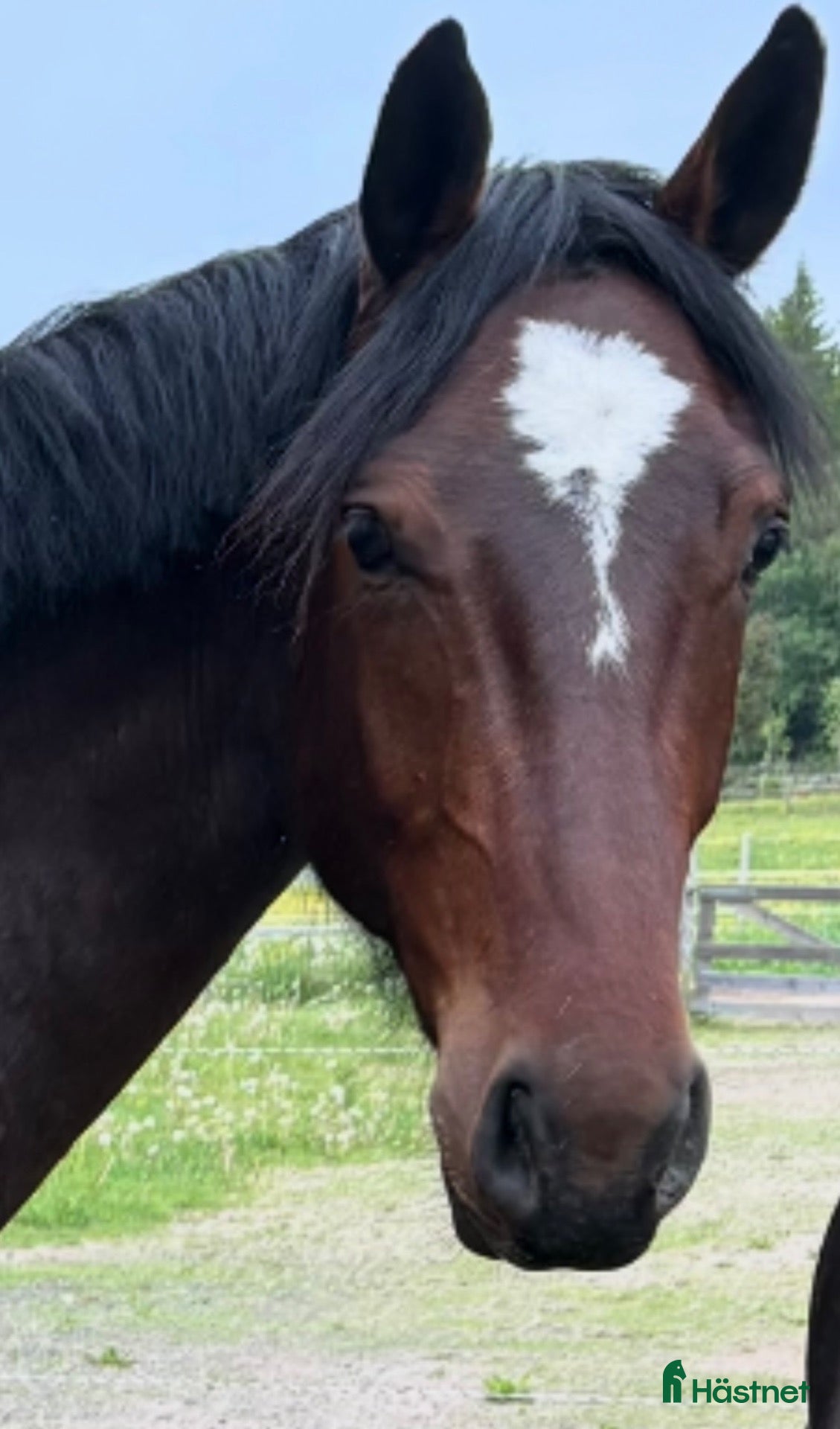  hästar Trevlig 3 årig kille med stort hjärta E Kintaro  - Annons 1