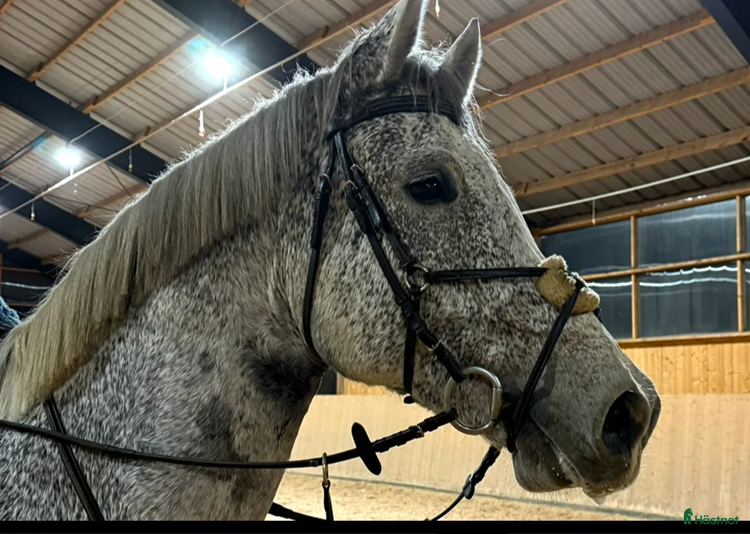 Hoppning hästar till salu: Framtida tävlingskompis!  i Kågeröd - Annons 2