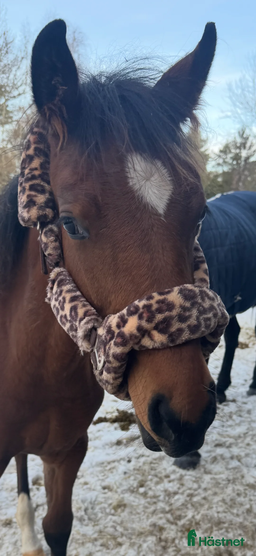 Allround hästar till salu: Swb hingst e. Cornettino Ask  - Annons 10