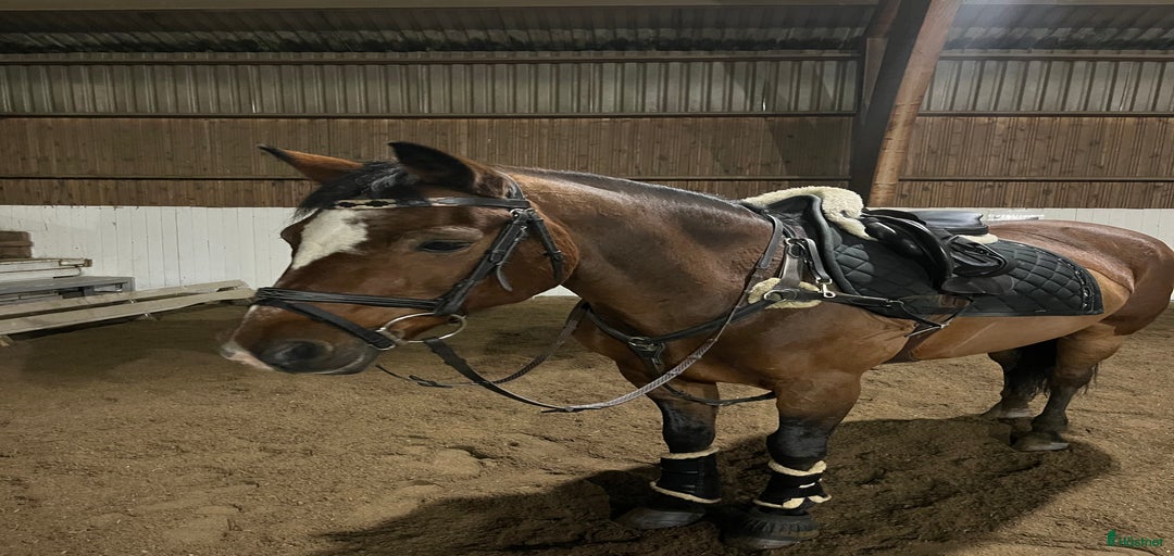 Galleribild {{count}}