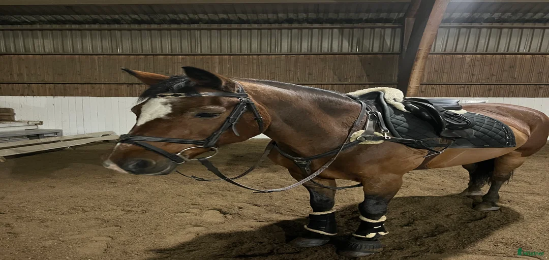 Galleribild {{count}}