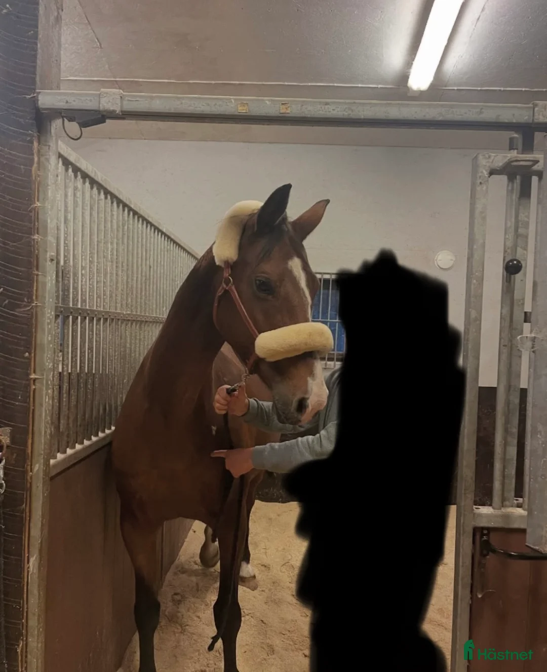 Övrigt hästar till salu: Hobbyridning/avel - Annons 1