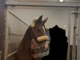 hästar Hobbyridning/avel - Annons 4