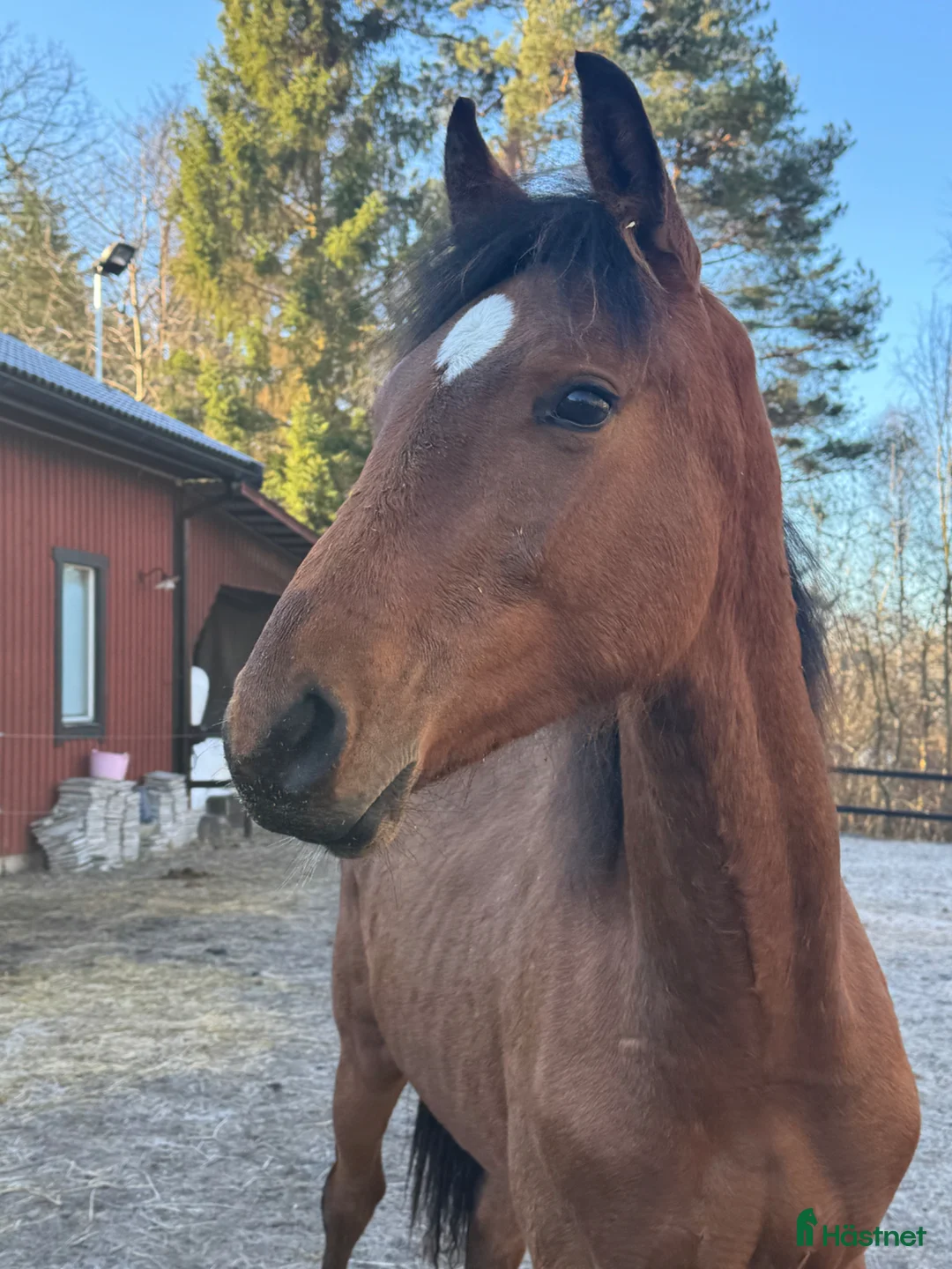 Allround hästar till salu: Swb åring e.Cornettino Ask  - Annons 1