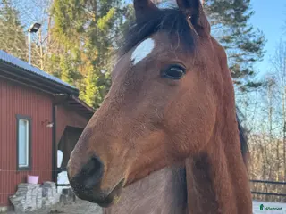 hästar Swb åring e.Cornettino Ask - Annons 1