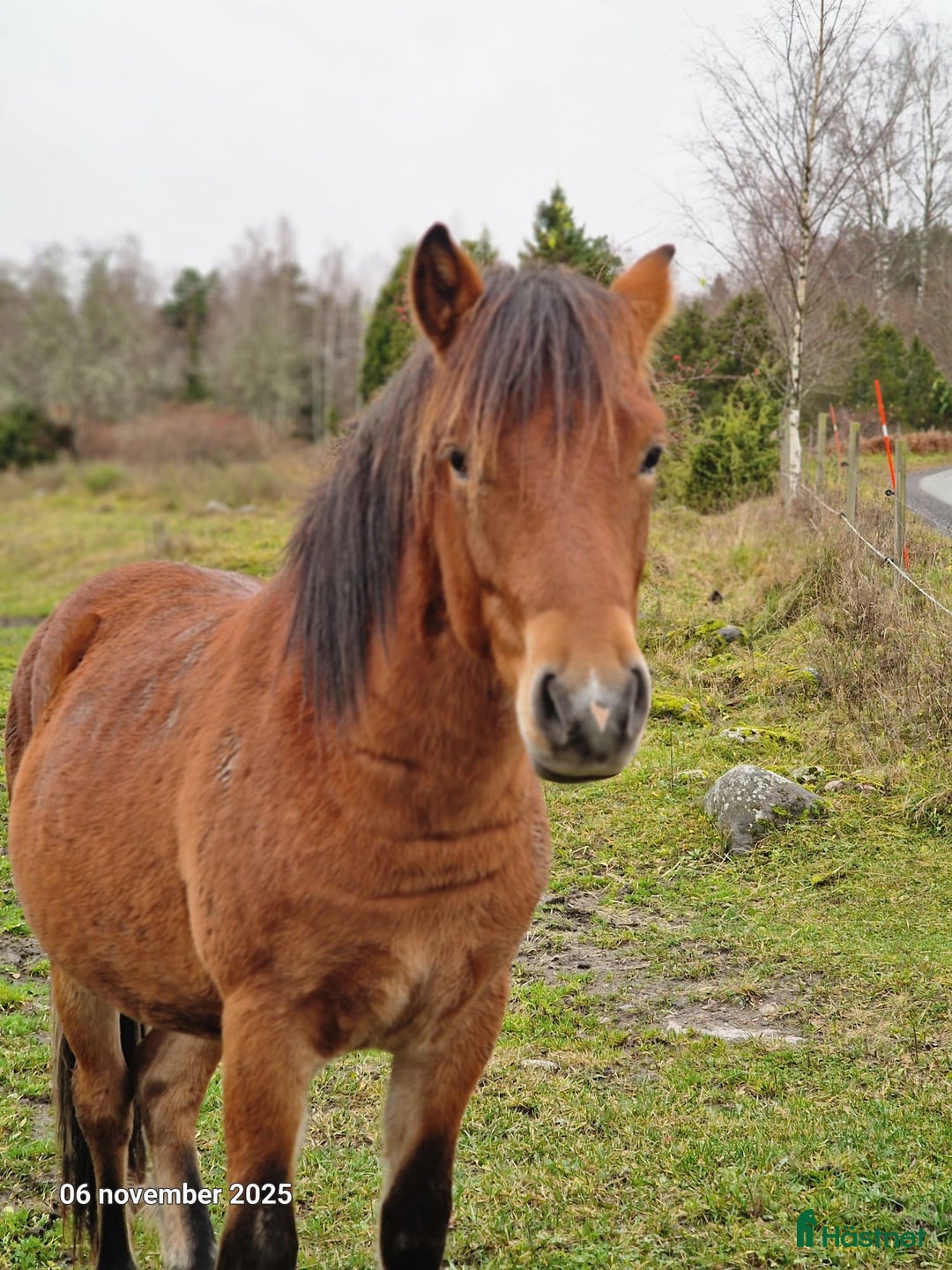 Allround hästar till salu: Hingstämne i Lövstabruk - Annons 3