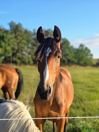 stallplats i Degeberga - Annons 8