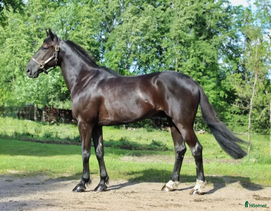  hästar Stor personlighet - och ännu större hjärta - Annons 1