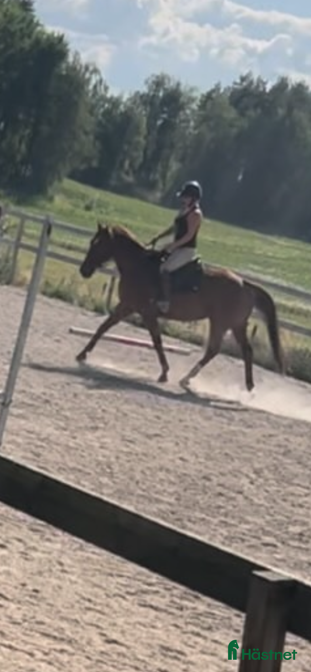 Allround hästar till salu: Killen med det stora hjärtat i Lidköping - Bild 9