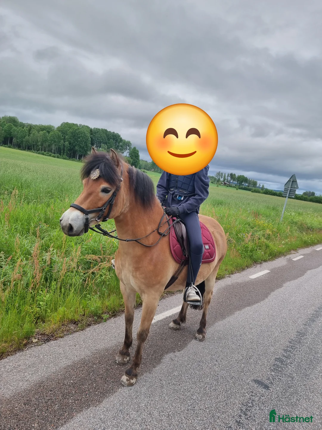 Allround hästar till salu: Snökristall byte?  i Dala-Husby - Annons 3