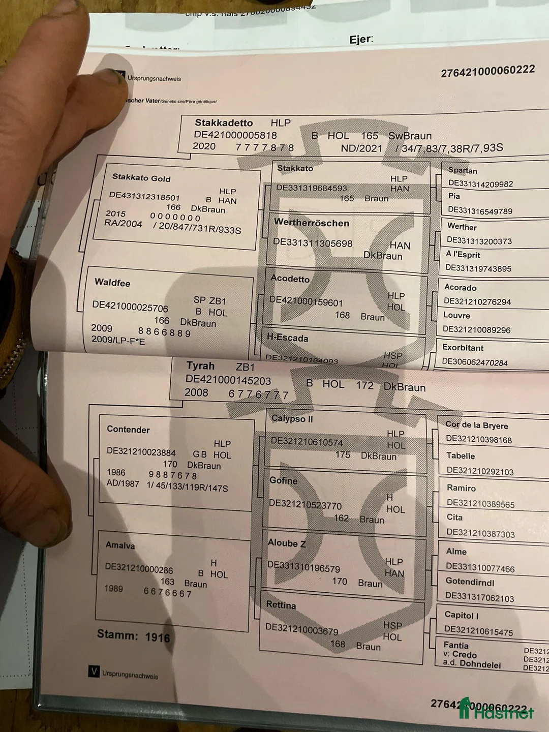 Hoppning hästar till salu: 4-års vallak med stærk springafstamning – “Sofus - Annons 2