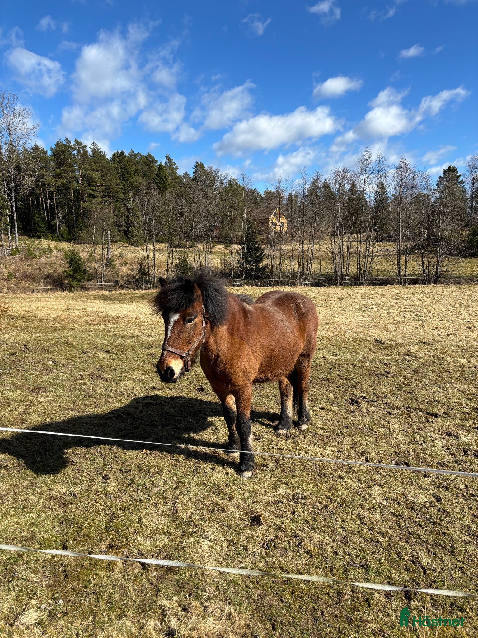  hästar Islandshäst söker ny bästa vän  - Annons 1
