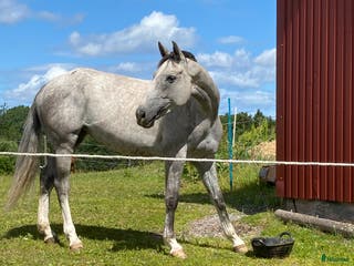 medryttarhäst finnes: Söker medryttare - Annons 23