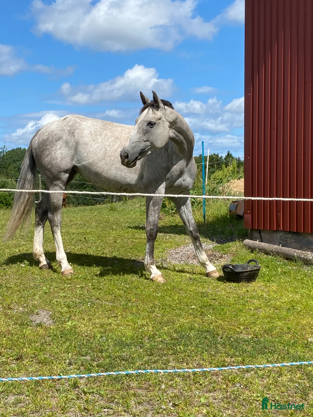  medryttarhäst finnes: Söker medryttare - Annons 1