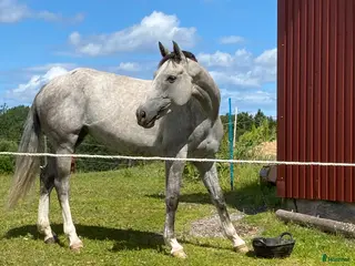 medryttarhäst finnes: Söker medryttare - Annons 13
